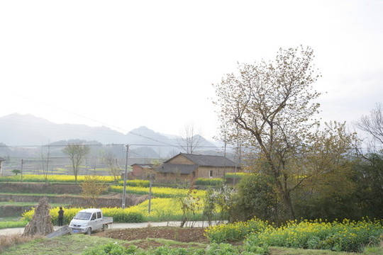湖北油菜BX