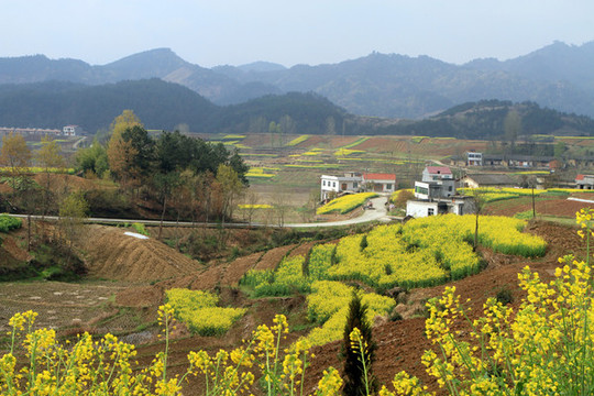 龍壩油菜花K