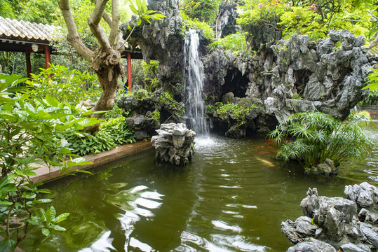 公園里的錦鯉
