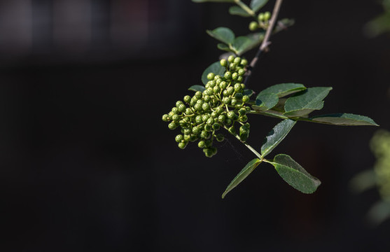 樹上的花椒