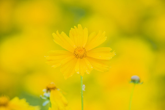 金雞菊
