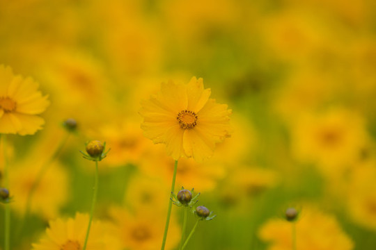 金雞菊