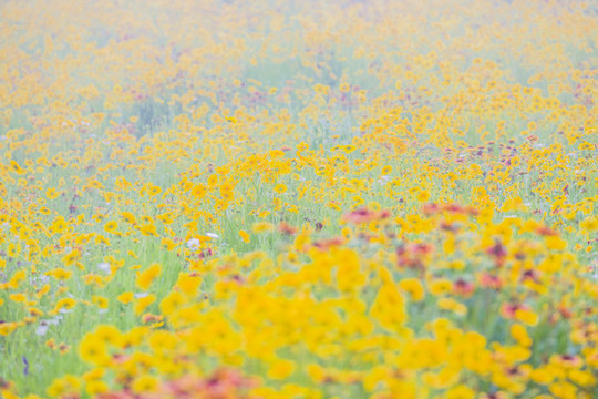 金雞菊