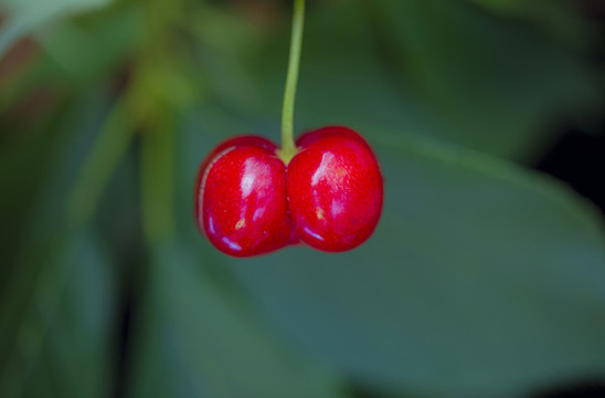 櫻桃櫻珠
