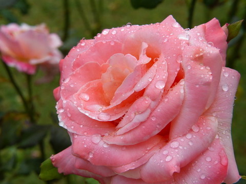 月季花