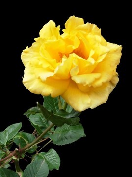 黃月季花