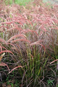 牧地狼尾草