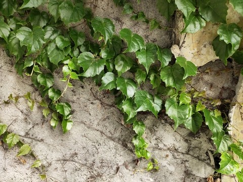 爬山虎