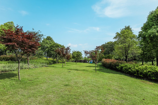公園的草地