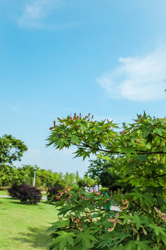 夏季小清新夏至