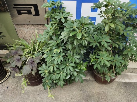 鵝掌柴