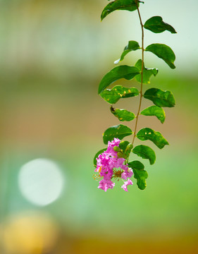 紫薇花