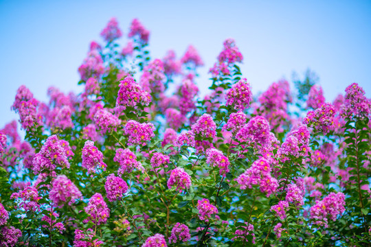 紫薇花