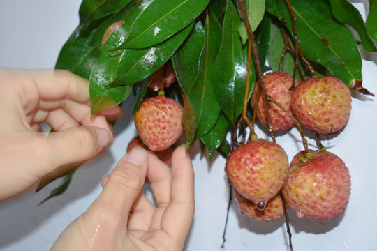 摘荔枝