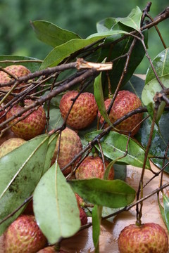 小核荔枝