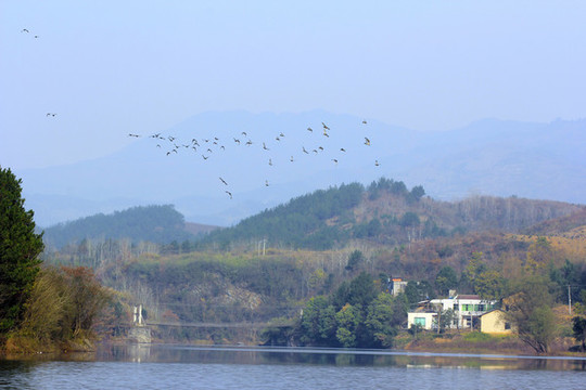 龍湖候鳥OQ