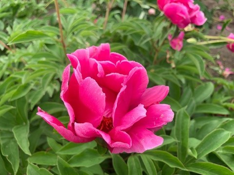 牡丹花