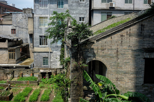 城市里榕樹(shù)龜背竹植物覆蓋的房子
