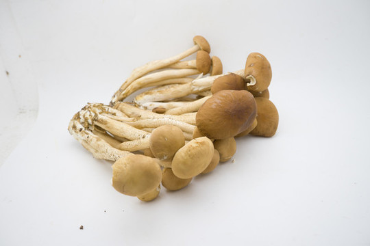 茶樹菇