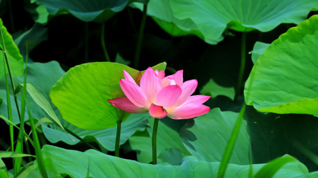 荷花