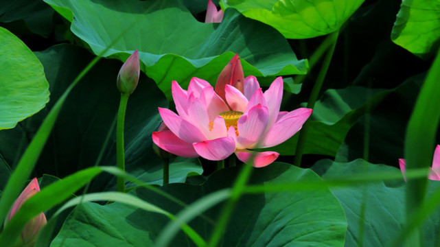 荷花