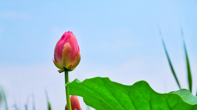 荷