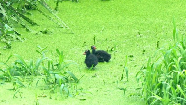 黑水雞