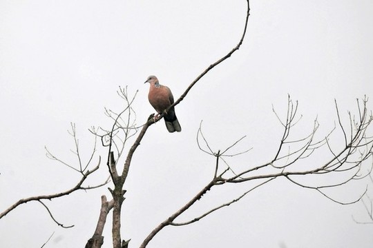 斑鳩