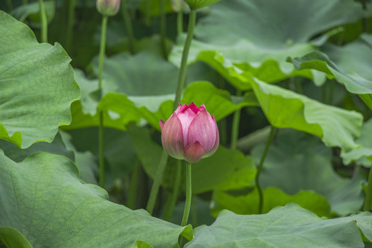 荷花