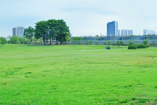 草地樹木