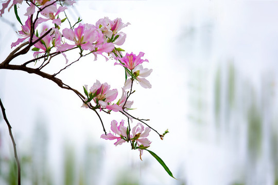 紫荊花