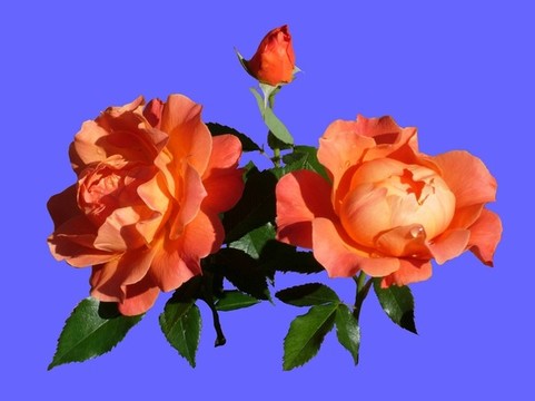 橙色月季花