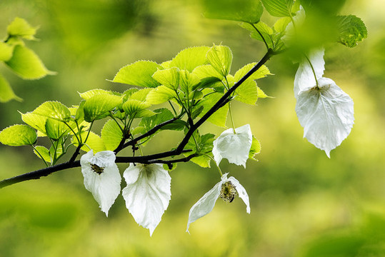 珙桐花