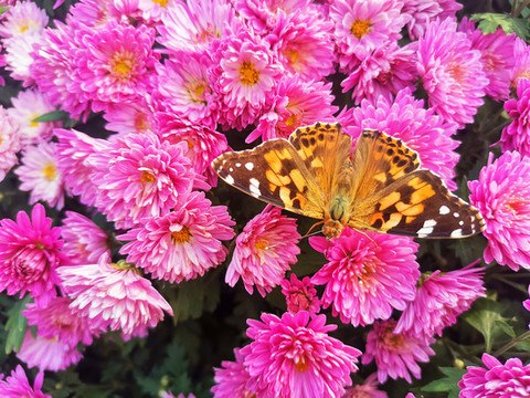 菊花