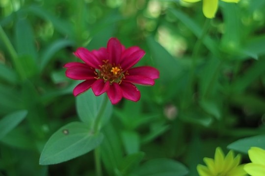百日菊小百日草