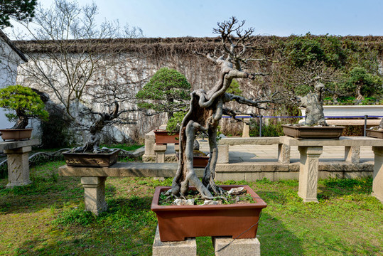 盆景園
