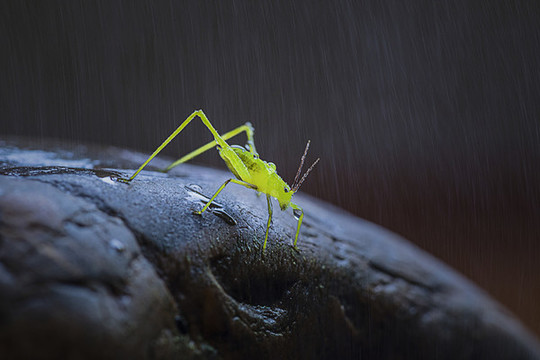 在雨中的一只蟈蟈