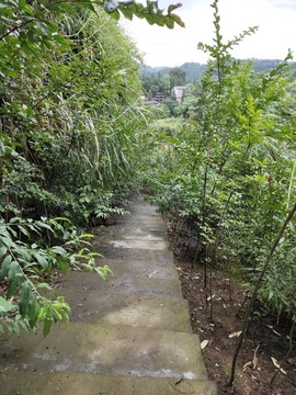 臺階與綠植
