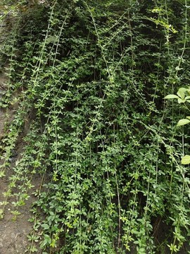 迎春綠植背景