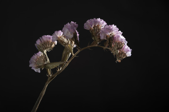 干花