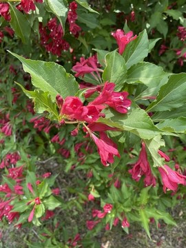 錦帶花