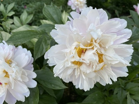 芍藥