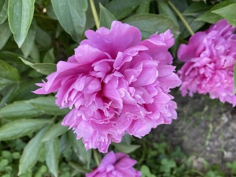 芍藥