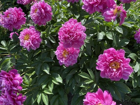 芍藥