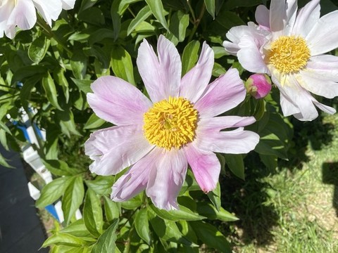 芍藥