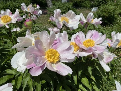 芍藥