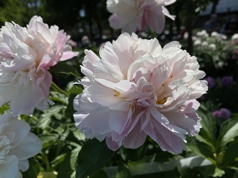 芍藥花