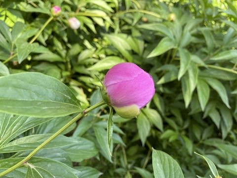 芍藥花苞
