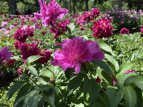 芍藥