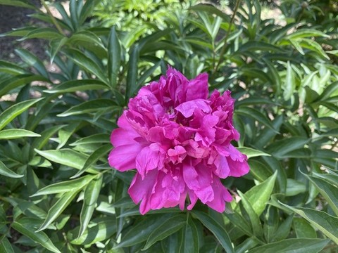 芍藥